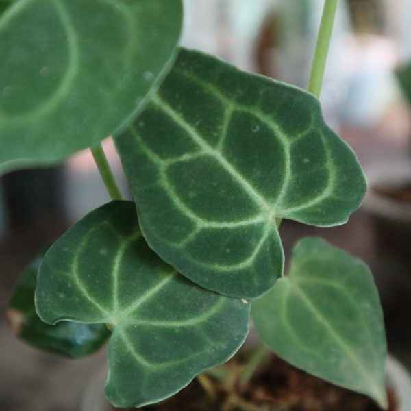 Anthurium Clarinervium Baby
