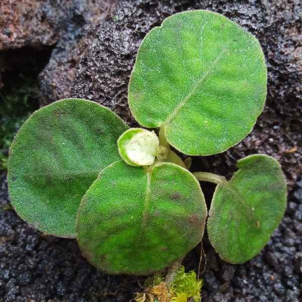 Argostemma Jade Green