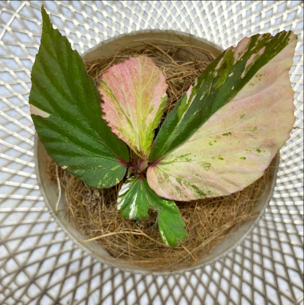 Begonia Sp Variegated Pink