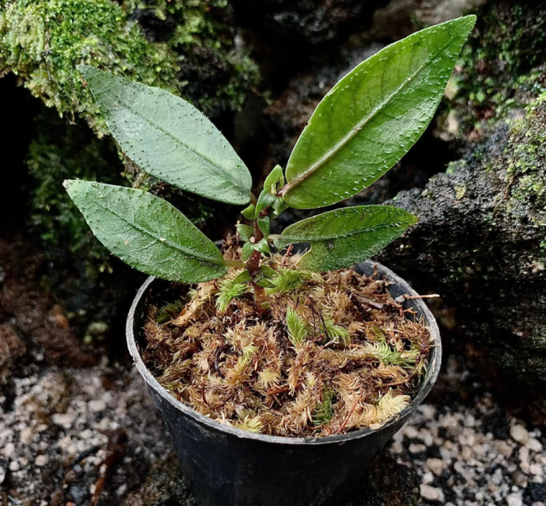 Argostemma Sp Hookery Dark Green