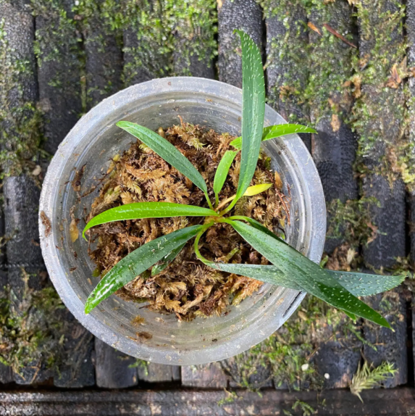 Homalomena Sub Hasei