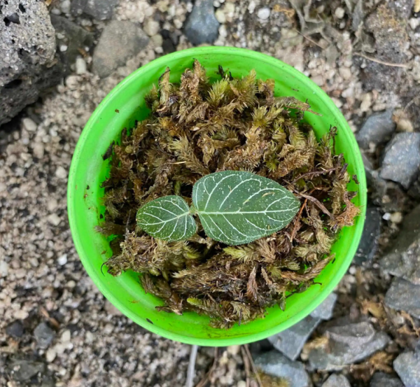 Argostemma Sp Sumatra