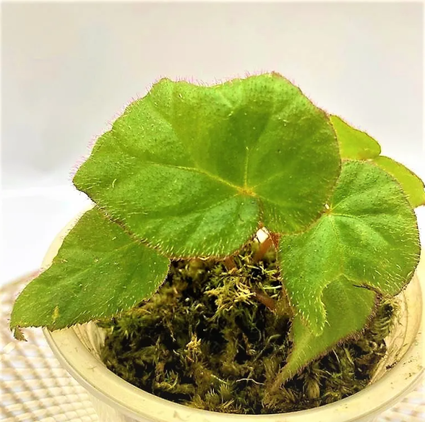 Begonia Sp Green Hairy Sumatra