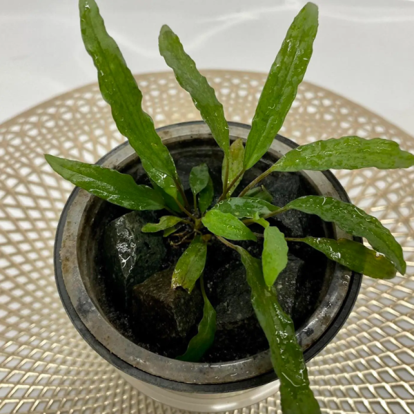 Homalomena sp Sulawesi