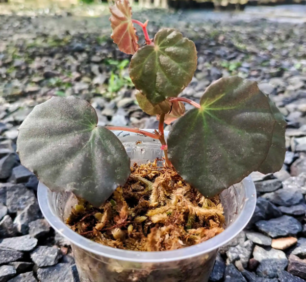 Begonia Lichenora