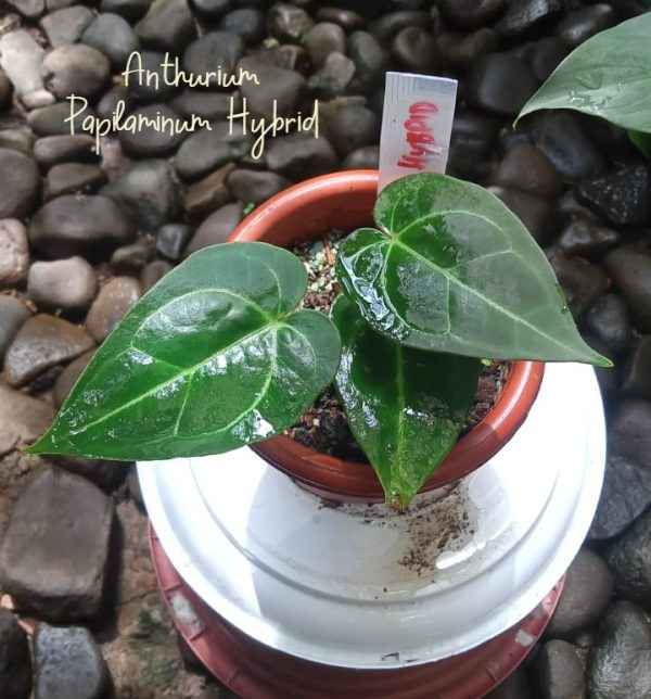Anthurium Papilaminum hybrid