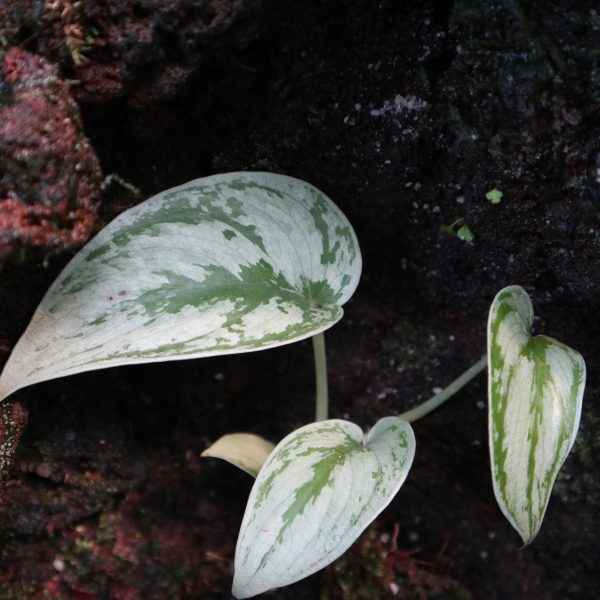 Scindapsus Sprinkle Platinum