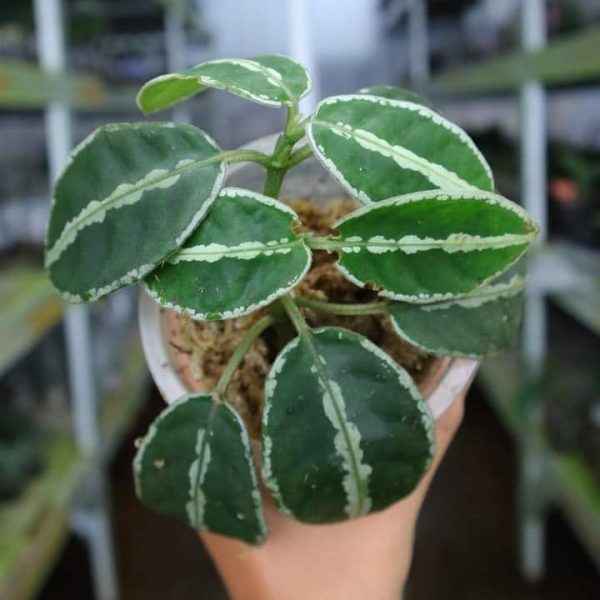 Argostemma Light Green