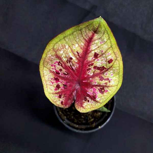 Caladium No-Go Geni