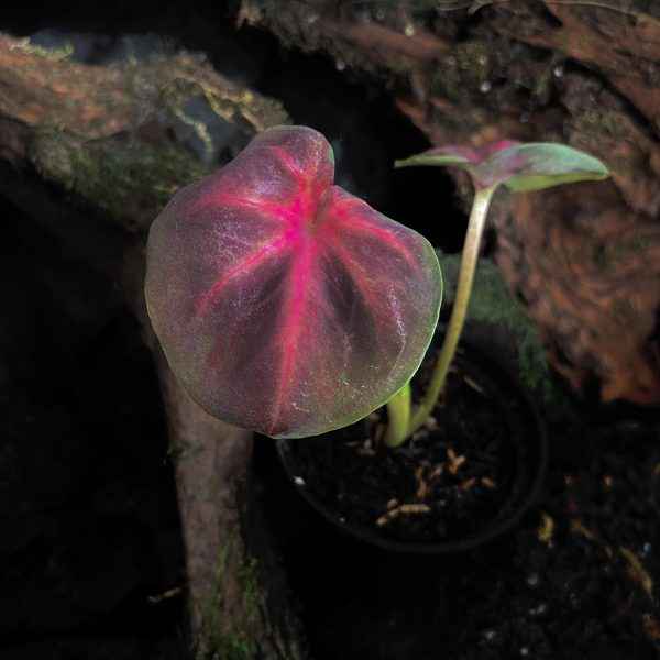 Caladium Lotus
