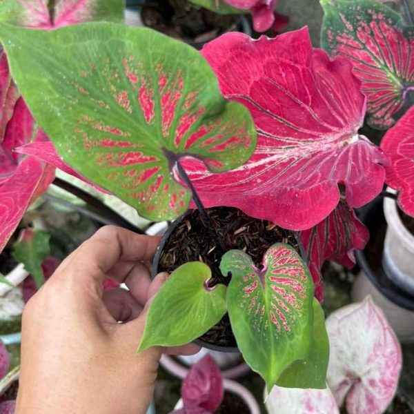 Caladium Nagasaki
