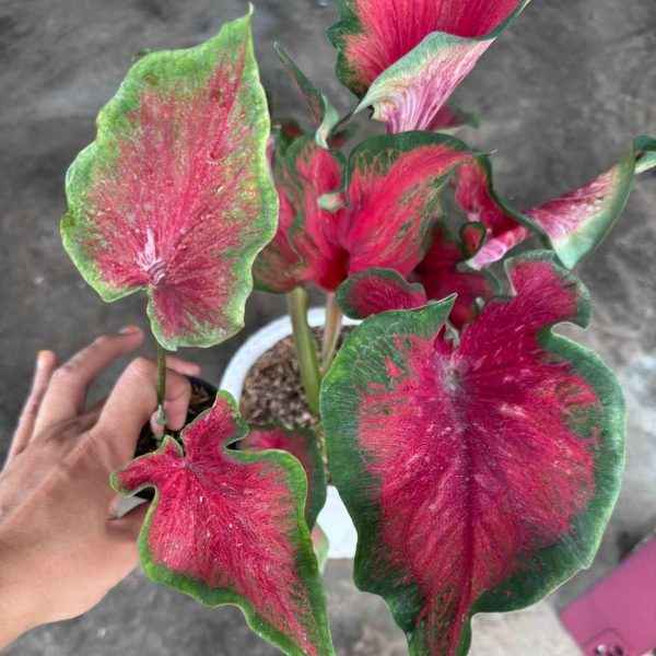 Caladium Red Peacock