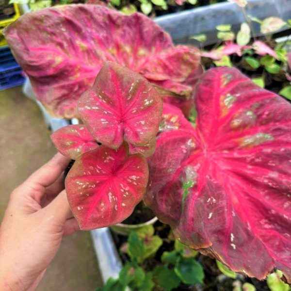 Caladium Chiang Mai