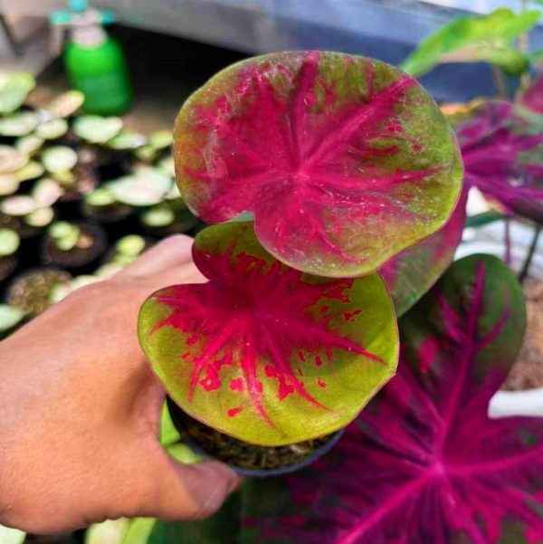 Caladium Firestorm