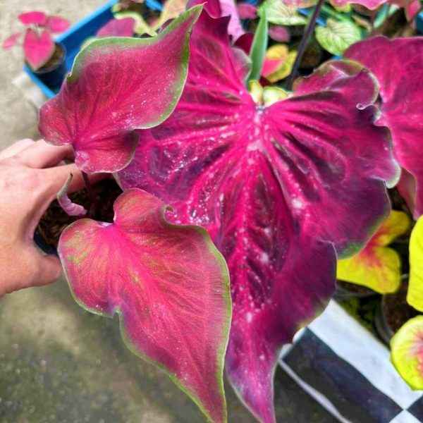 Caladium Anggur Hitam