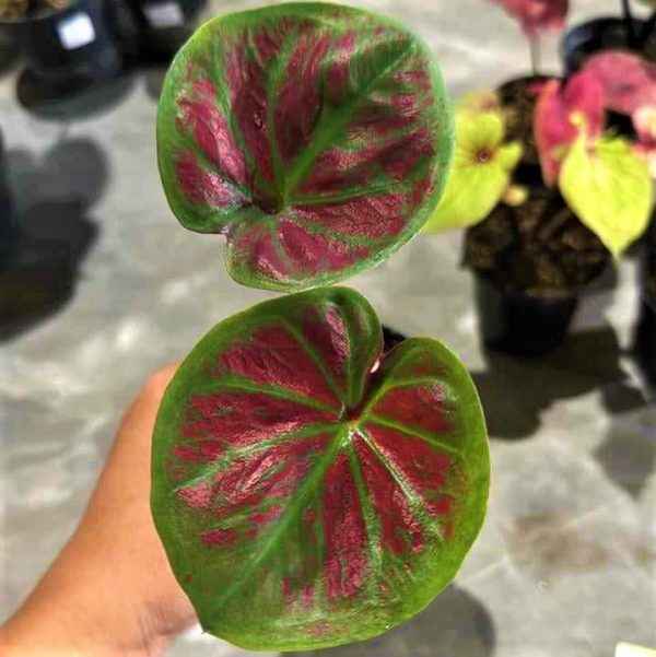 Caladium Tembikai