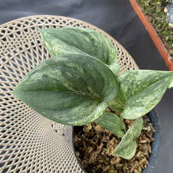 Scindapsus Exotica Mint