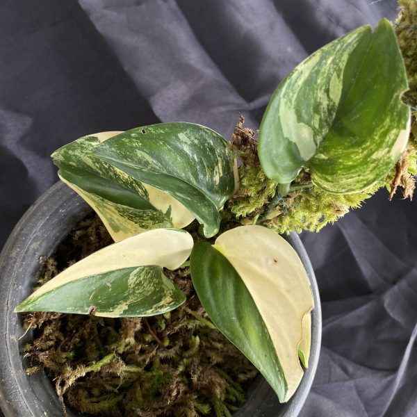 Scindapsus Jade Satin Variegated