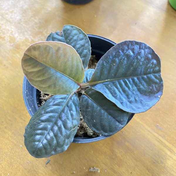 Labisia Sp Mangkuk Brown