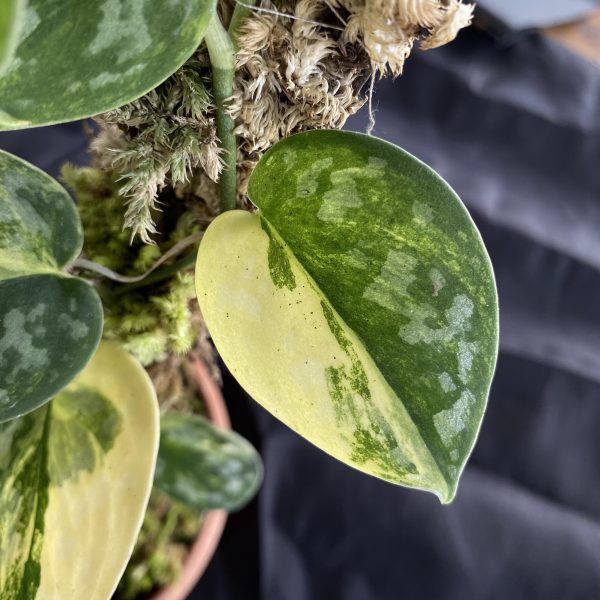 Scindapsus Bakudapati