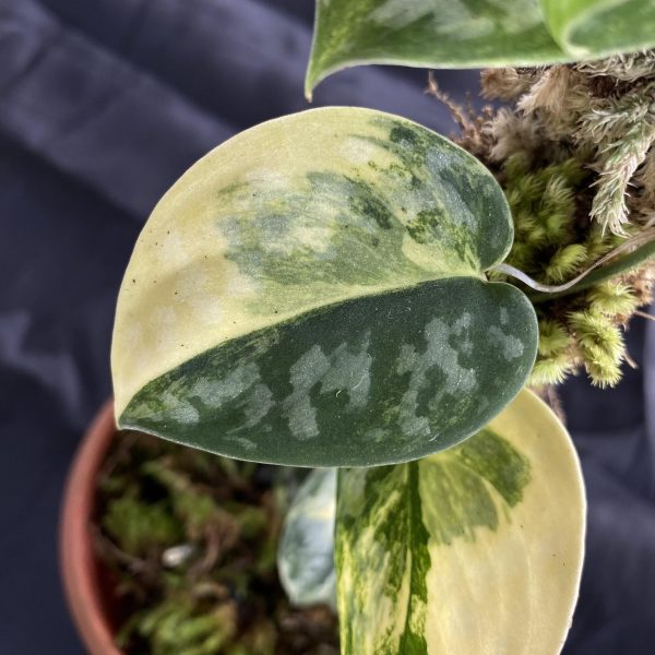 Scindapsus Bakudapati