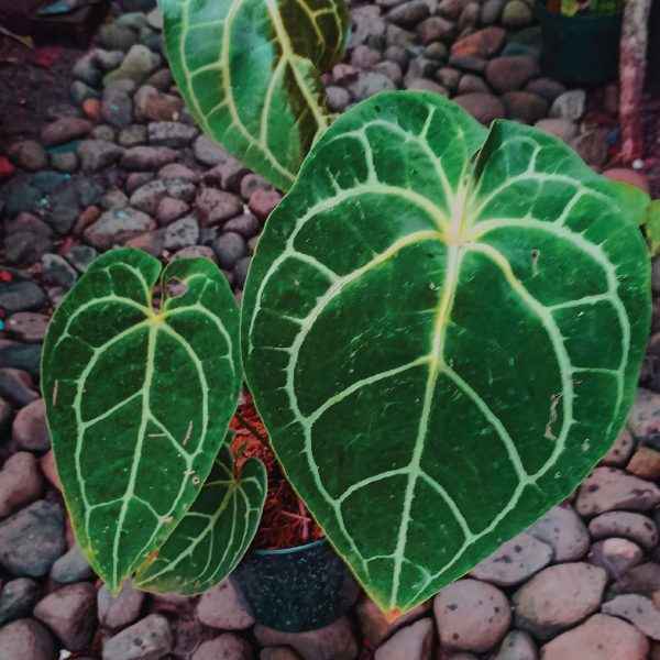 Anthurium Crystallinum Hope