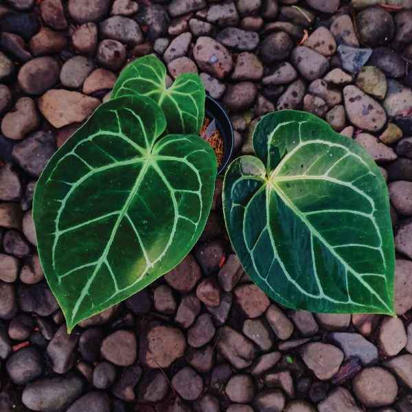 Anthurium Crystallinum Hybrid A2