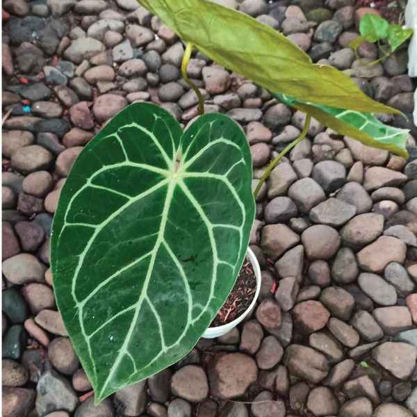 Anthurium Crystallinum Hybrid A3