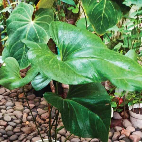 Anthurium Watermaliense
