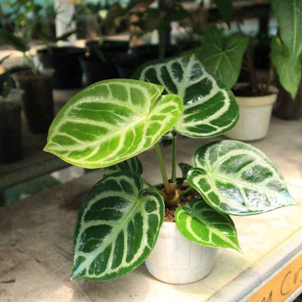 Anthurium Dorayaki Silver