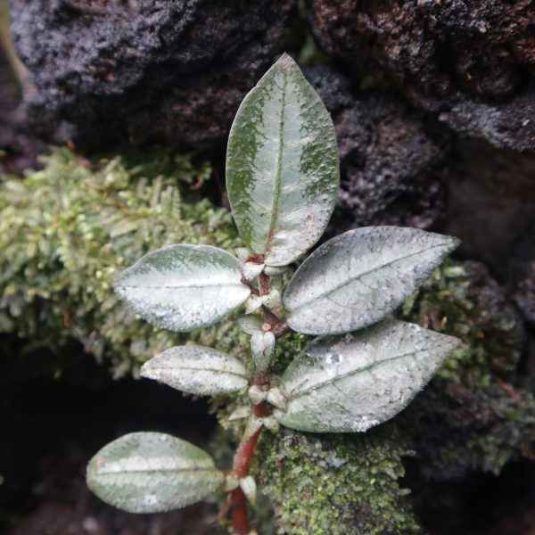 Argostemma Hookery Silver