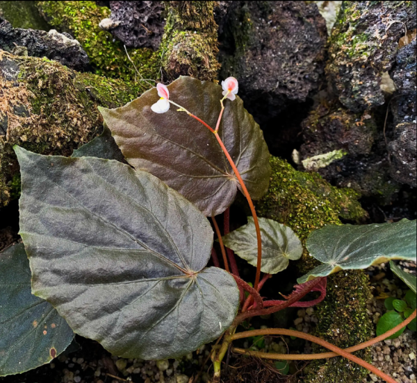 Begonia Sp Red Sictopoda