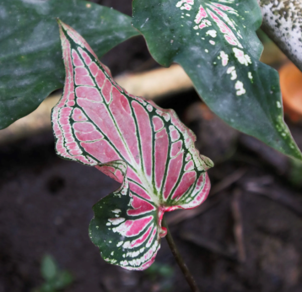 Caladium Wayang