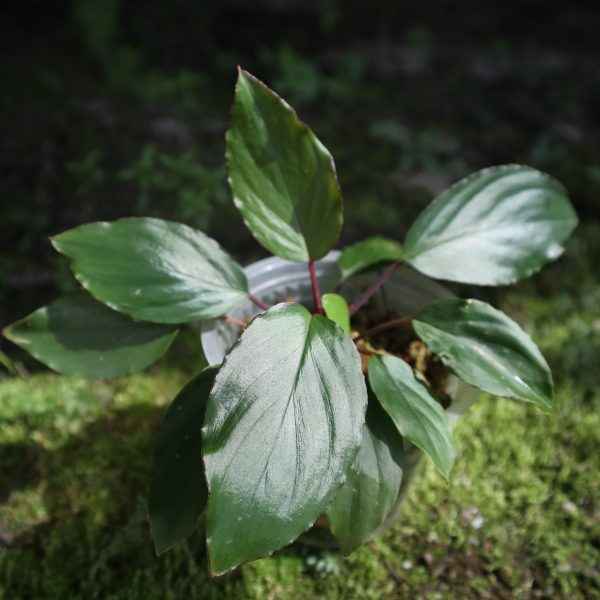 Homalomena Sp Kapuas Hulu