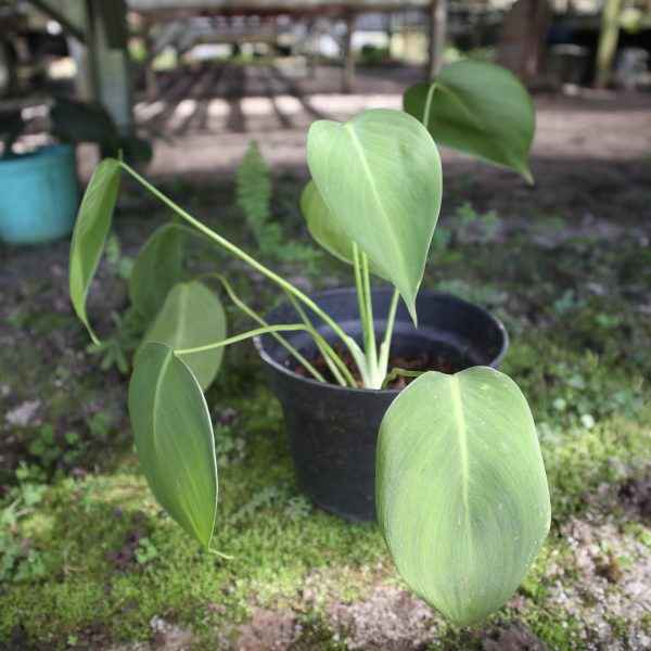 Homalomena Havilandii