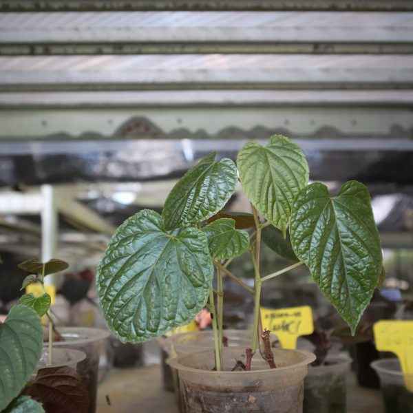 Piper Sp. Papua Hitam