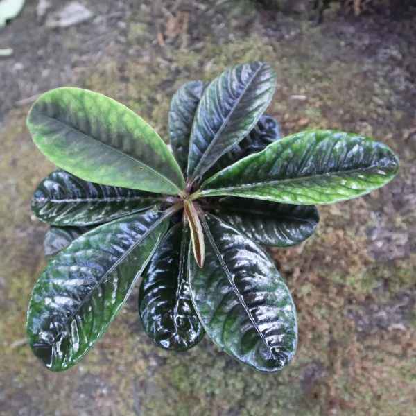 Labisia Sp Sarawak