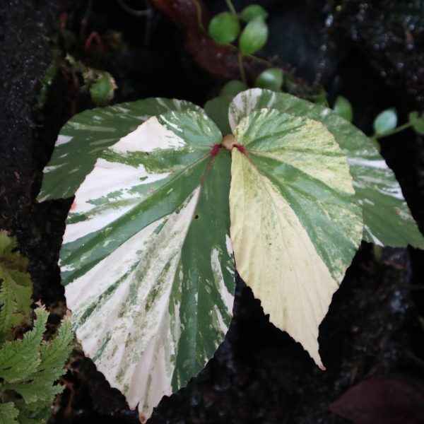 Begonia Sp Variegated West Borneo