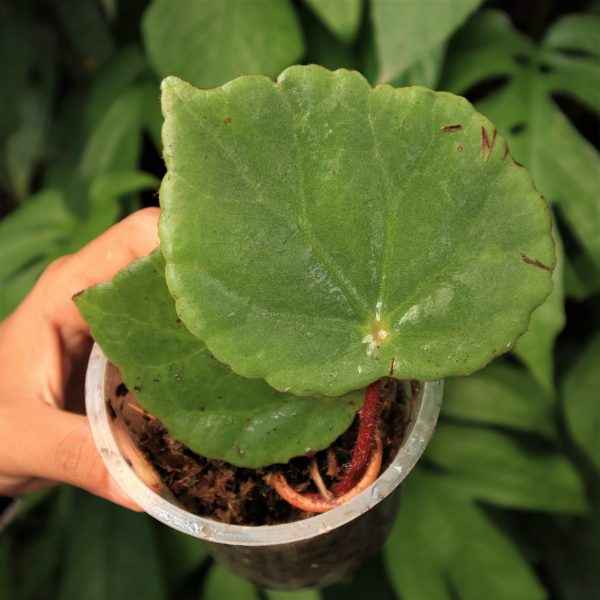 Begonia Green Sp. Sumatra