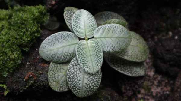 Argostemma Snake White