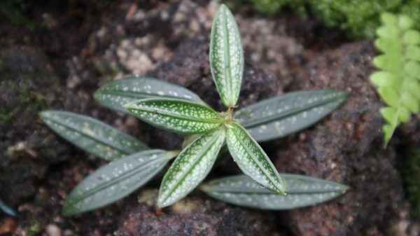 Argostemma Kapuas Hulu