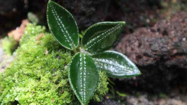 Argostemma Dark Green
