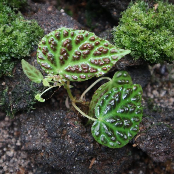 Begonia Dracopelta Ardi
