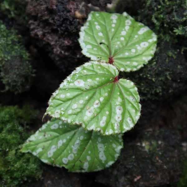 Begonia Atong