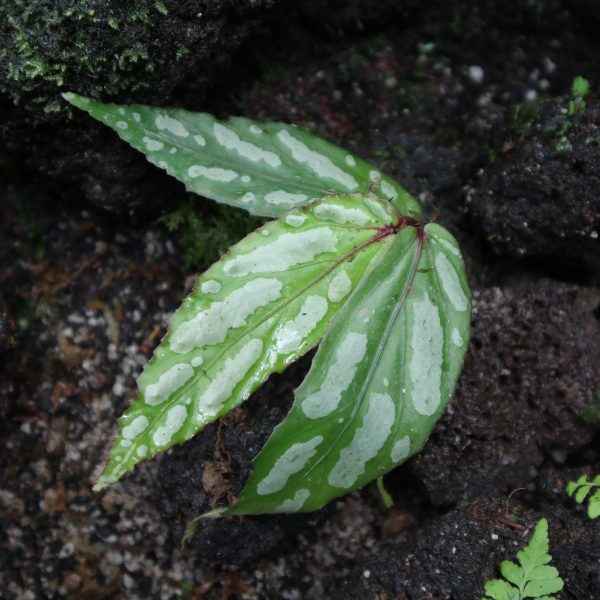 Begonia Amidalae