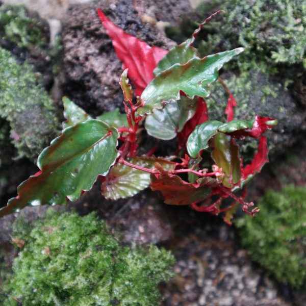 Begonia kapuashuluensis