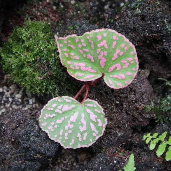 Begonia Roseopunctata