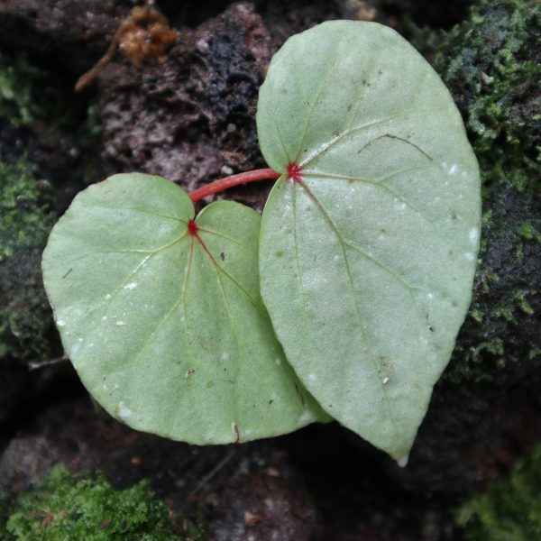 Begonia Sp. Senai
