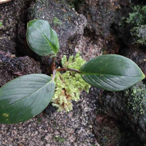 Homalomena Sp Daun Tebal