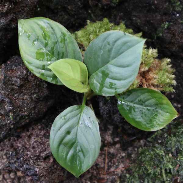 Homalomena Sp Silver Green